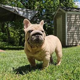 Female French Bulldog for Sale in Hendersonville, nc