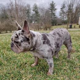 French Bulldog Female for Sale in Hendersonville, nc