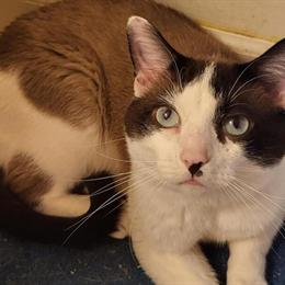 Siamese Cats for Rehoming in Battle Creek, Michigan in Battle Creek, mi