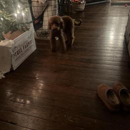 Miniature Goldendoodle Teddy - Sweet and Potty Trained in Clarksville, tn