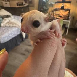 Leucistic Male Sugar Glider Joey Available in Indianapolis, in