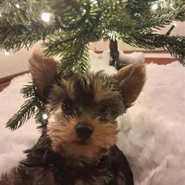 Yorkshire Terrier Puppies - 2 Small Females Available in Choctaw, ok