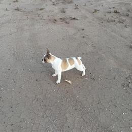 Female French Bulldog - AKC Registered in Prescott, az