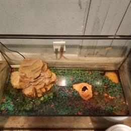 30 Gallon Wide Tank with Yellow Ear Slider in Rocky Mount, nc