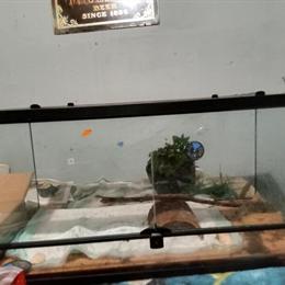 Xl Double Door Front Opening Tank for Reptiles or Small Animals in Rocky Mount, nc