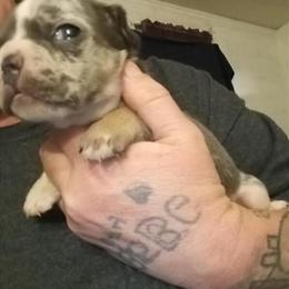 French Bulldogs Available for Christmas in Rocky Mount, nc