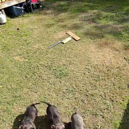 American Bully Puppies for Sale in Richmond, va