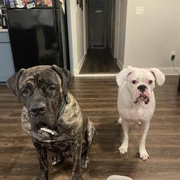 Boxer and Corso Males for Rehoming in Cuyahoga Falls, oh