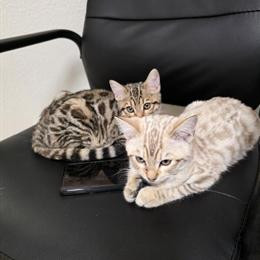 Bengal Kittens Available - Litter Box Trained and Vaccinated in Colorado Springs, co