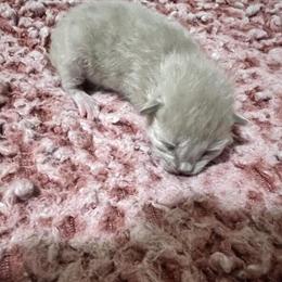 Ragdoll Male Kitten - Seal Point Mitted Available in Lancaster, pa