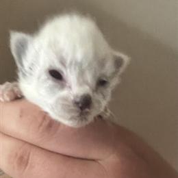 Ragdoll Kittens - Seal Point Available Now in Lancaster, pa