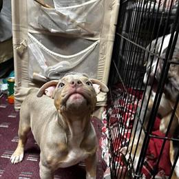 American Bulldog Puppies - 3 Months Old, 1 Male & 1 Female Left in Normal, il