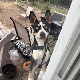 8 Month Old Male Husky Mix Needs New Home in Ferndale, mi