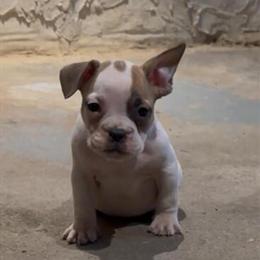 Exotic Bully Puppies Available for Adoption in Philadelphia, pa