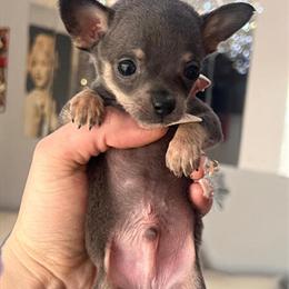 Chihuahua puppies with merle markings available in Redford, mi