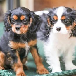 Cavalier King Charles Spaniel - Rosco Looking for a Loving Home in Lisle, il