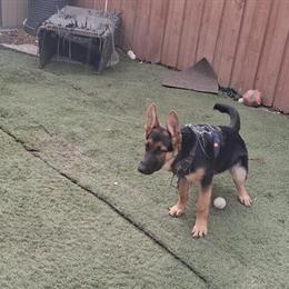 5 Month Old Purebred German Shepherd Puppies for Adoption in Dallas, tx