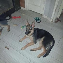 6 Month Old Purebred German Shepherds for Sale in Dallas, tx