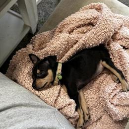 Chihuahua Puppy - 9 Weeks Old in Wentzville, mo