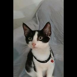 Sphynx Mix Cat Oreo for Adoption in Brooklyn, ny