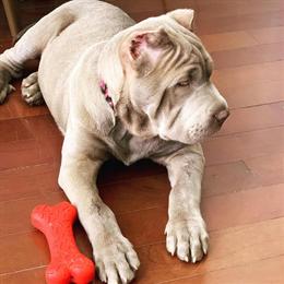 Champagne Pit Bull Stud Available for Breeding – Strong Bloodline in Charlotte, nc