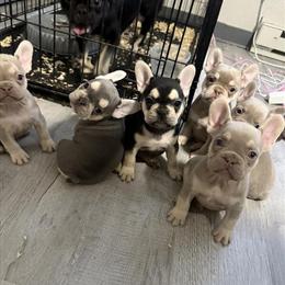 French Bulldog Puppies Available in Mexia, tx