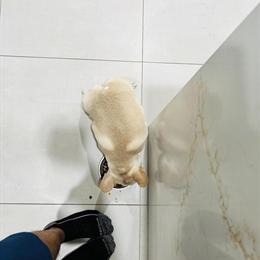 Micro French Bulldog Stud Services Available in Sarasota, fl