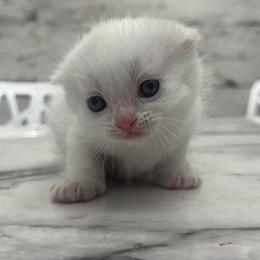 Scottish Fold Kittens Available for Christmas in Brooklyn, ny