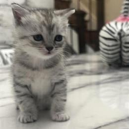 Scottish Straight Female Kitten Ready for New Home in Brooklyn, ny