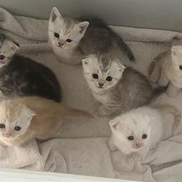Scottish Fold Kittens Available for Pickup in Brooklyn, ny
