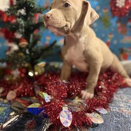 Pit Bull Puppies Available in Racine, wi