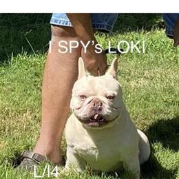 French Bulldog Stud - New Shade Maker for Sale in Suffolk, va