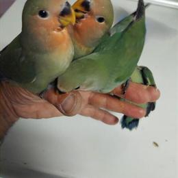 Peach Face Lovebirds for Sale in Oak Park, mi