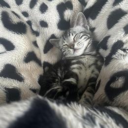 Marble Bengal Kitten for Adoption - $450 in Norristown, pa