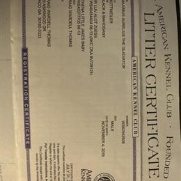 Rottweiler Puppies AKC - 4 Months Old in Carrollton, ga