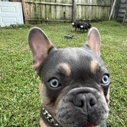 Male French Bulldog Bubba - 7 Months, AKC Registered, Health Tested in Bradenton, fl