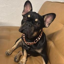 Female French Bulldog, 10 Months, AKC Registered, Champion Lines in Bradenton, fl
