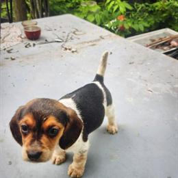 Beagle Puppies Available in Macomb, mi
