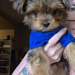 Merle Yorkshire Terrier Puppy Available in Goodyear, az
