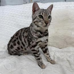 Bengal Kittens Available for Adoption on 12/20/2025 in Austin, tx