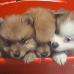Pomeranian Puppies Ready for Forever Homes in Dearborn Heights, mi