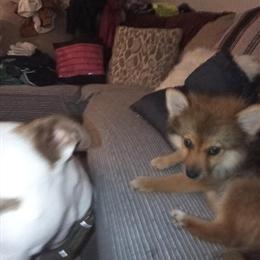 Pomeranian Puppies for Sale - Sweet and Playful Females in Dearborn Heights, mi