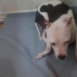 Free Female American Pitbull Terrier with Aggressive Behavior in Washington, dc