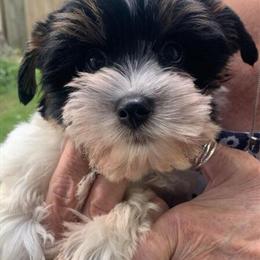 Biewer Terrier - Registered, Vet Checked, and Cuddly in Detroit, mi