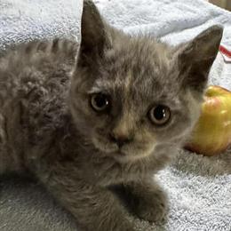 Curly Selkirk Kitten Ready Now in Springfield, mo