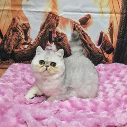 Persian Kittens Ready for Christmas in Springfield, mo