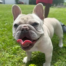 Four Beautiful French Bulldog Puppies, 14 Weeks Old in Sussex, wi