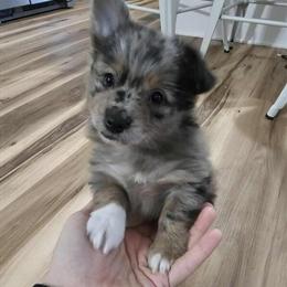 Pomeranian Puppies for Sale in Abingdon, va