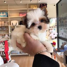 Teacup Pomeranian Puppies Available with Financing Options in Detroit, mi