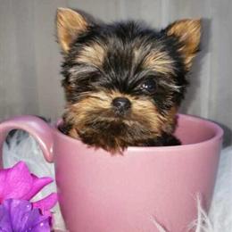 Yorkshire Terriers, Pomeranians, Maltese, and Poodles Available - Teacup, Potty Trained, Health Guar in Detroit, mi